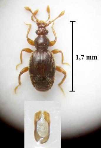 Bryaxis mulsantii
